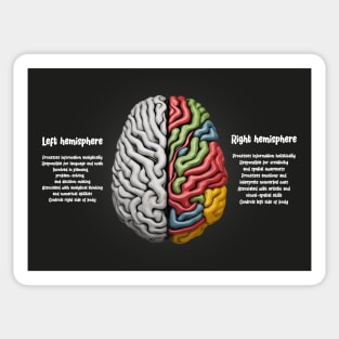 Human Brain Facts Sticker